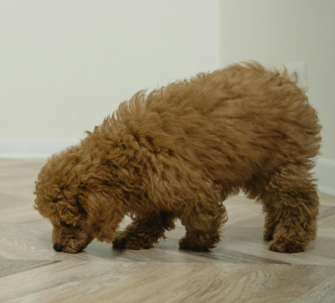 caniche pelo
